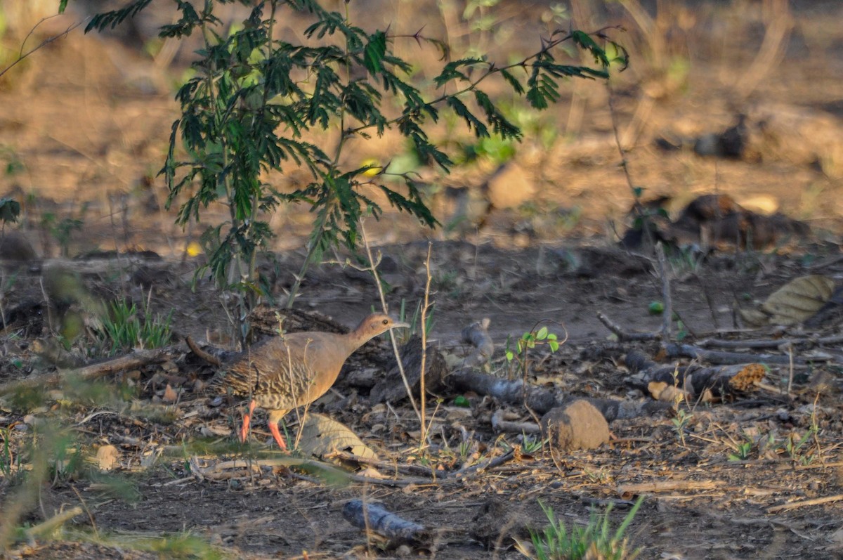 Thicket Tinamou - ML612744778