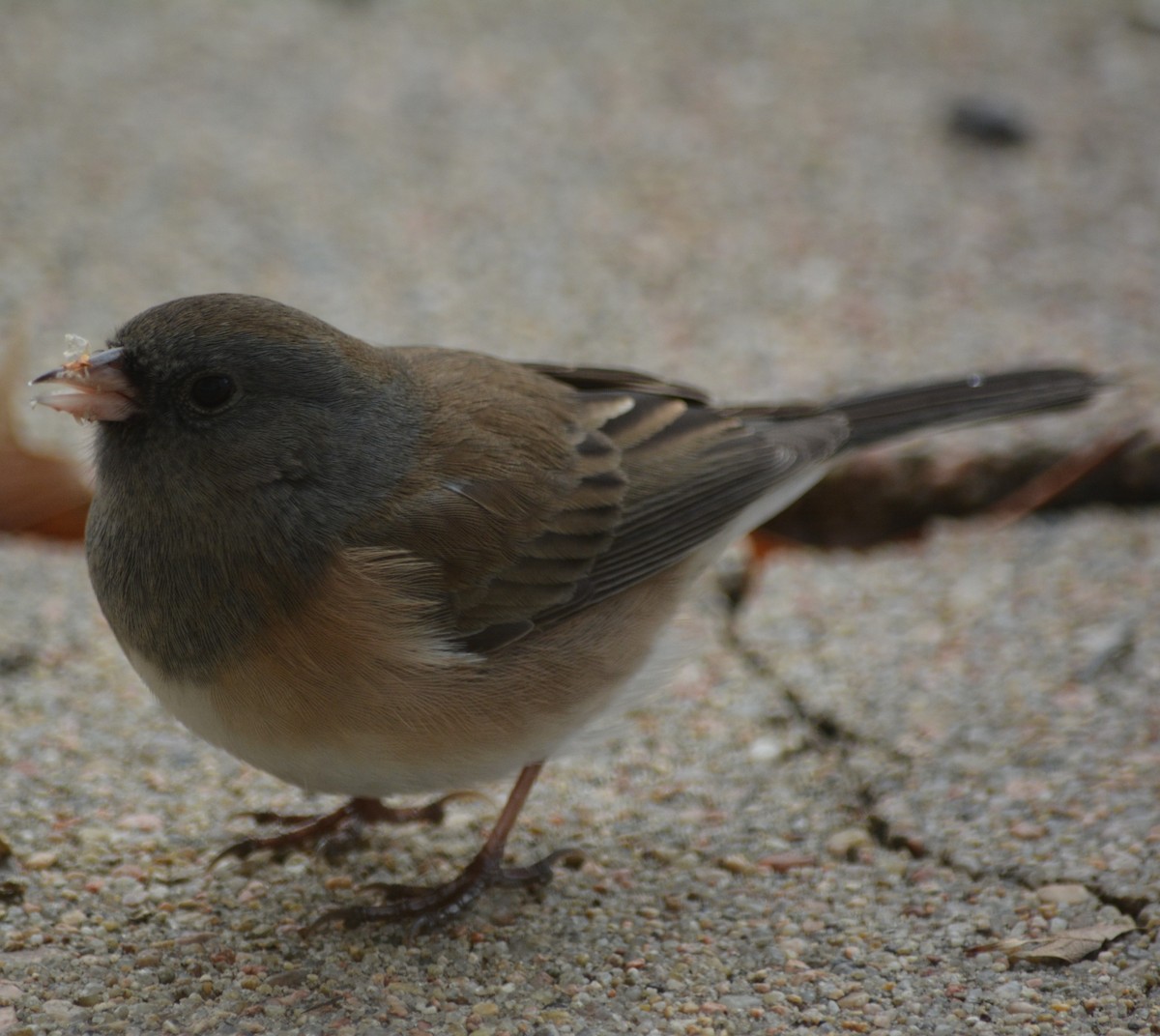 Dark-eyed Junco - ML612744797