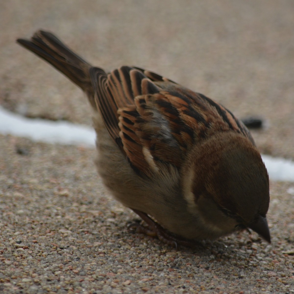 House Sparrow - ML612744801