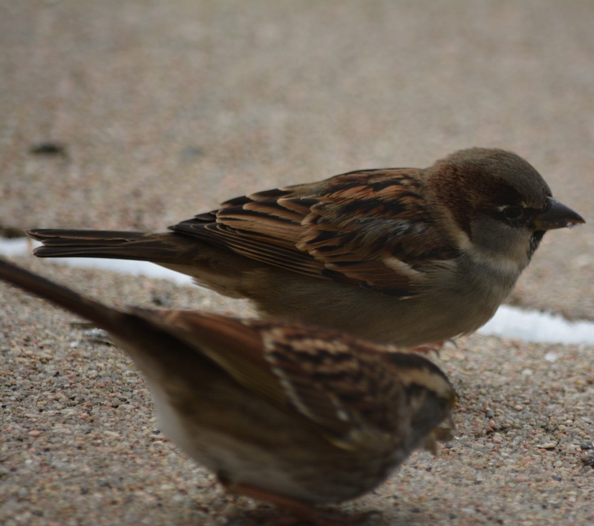 House Sparrow - ML612744802