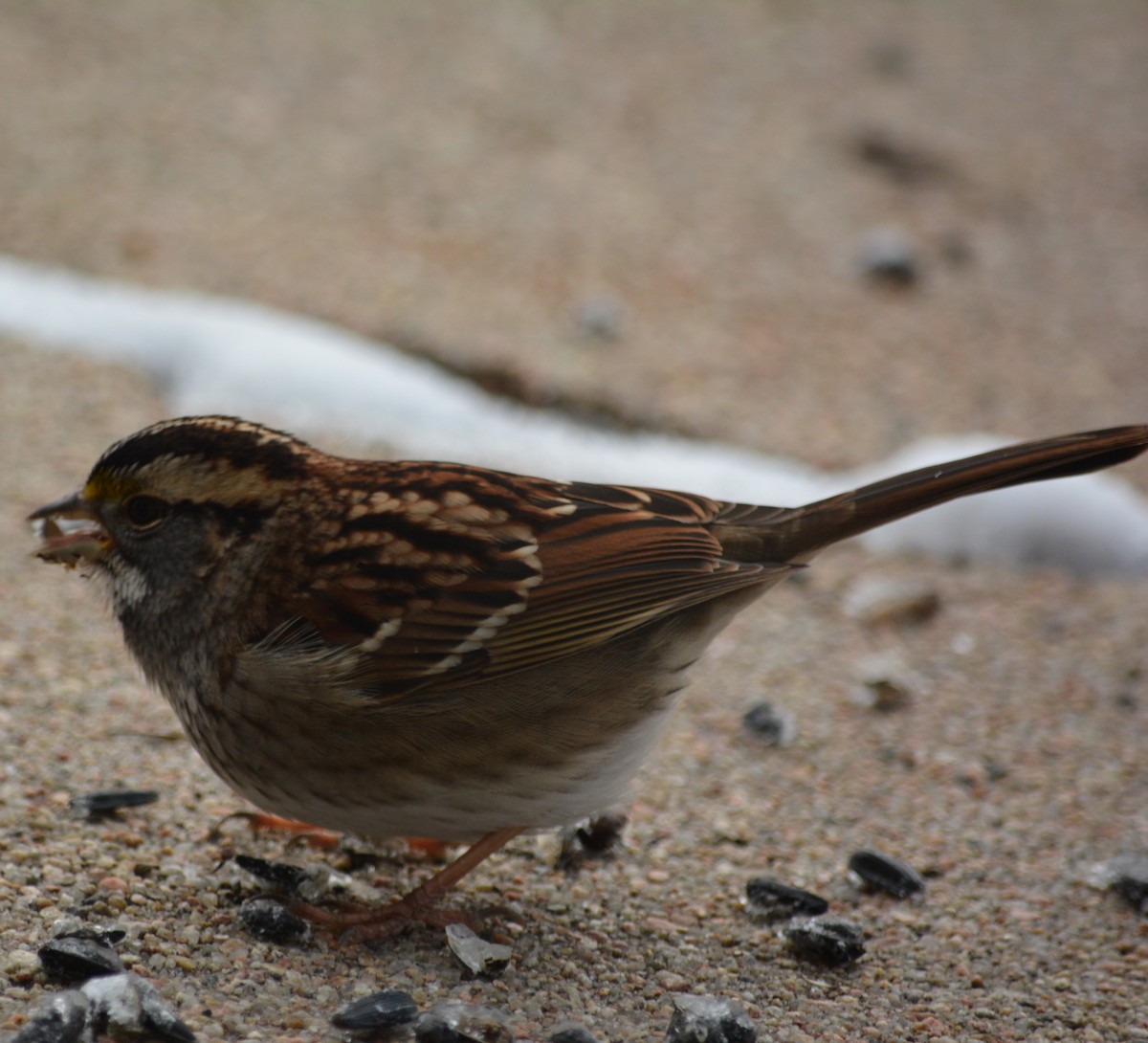White-throated Sparrow - Cynthia Van Den Broeke