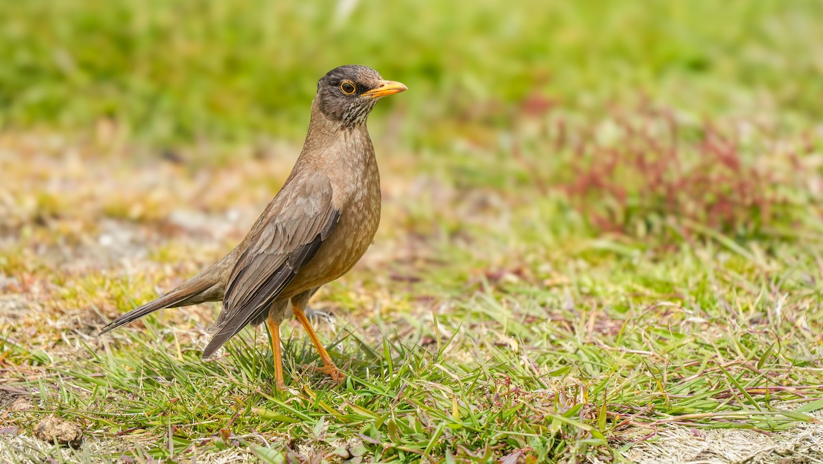 Austral Thrush (Falkland) - ML612744888