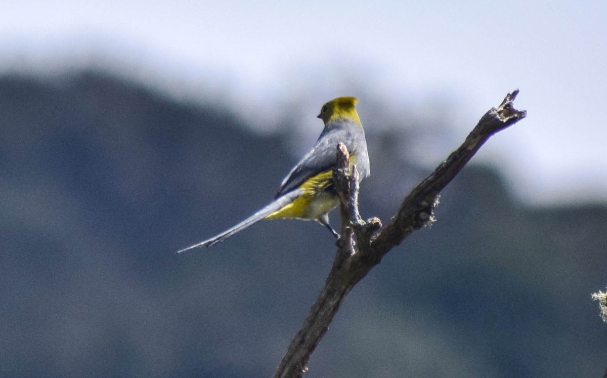 Long-tailed Silky-flycatcher - ML612745030