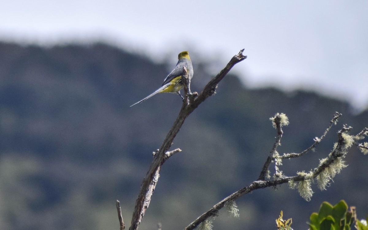 Long-tailed Silky-flycatcher - ML612745031