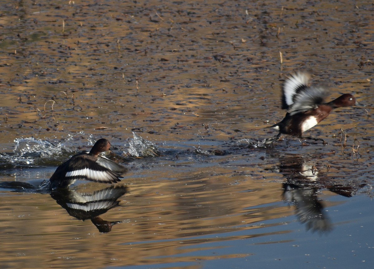 Ferruginous Duck - ML612745084