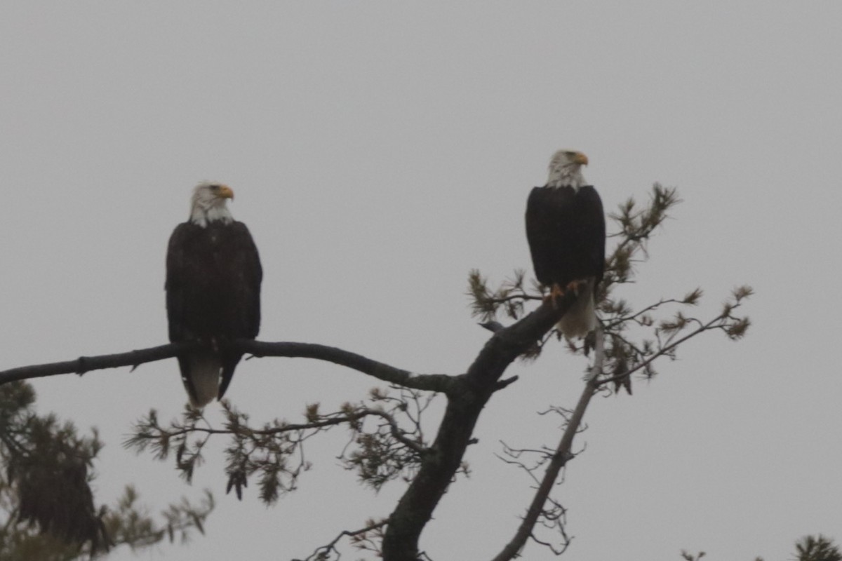 Bald Eagle - ML612745178