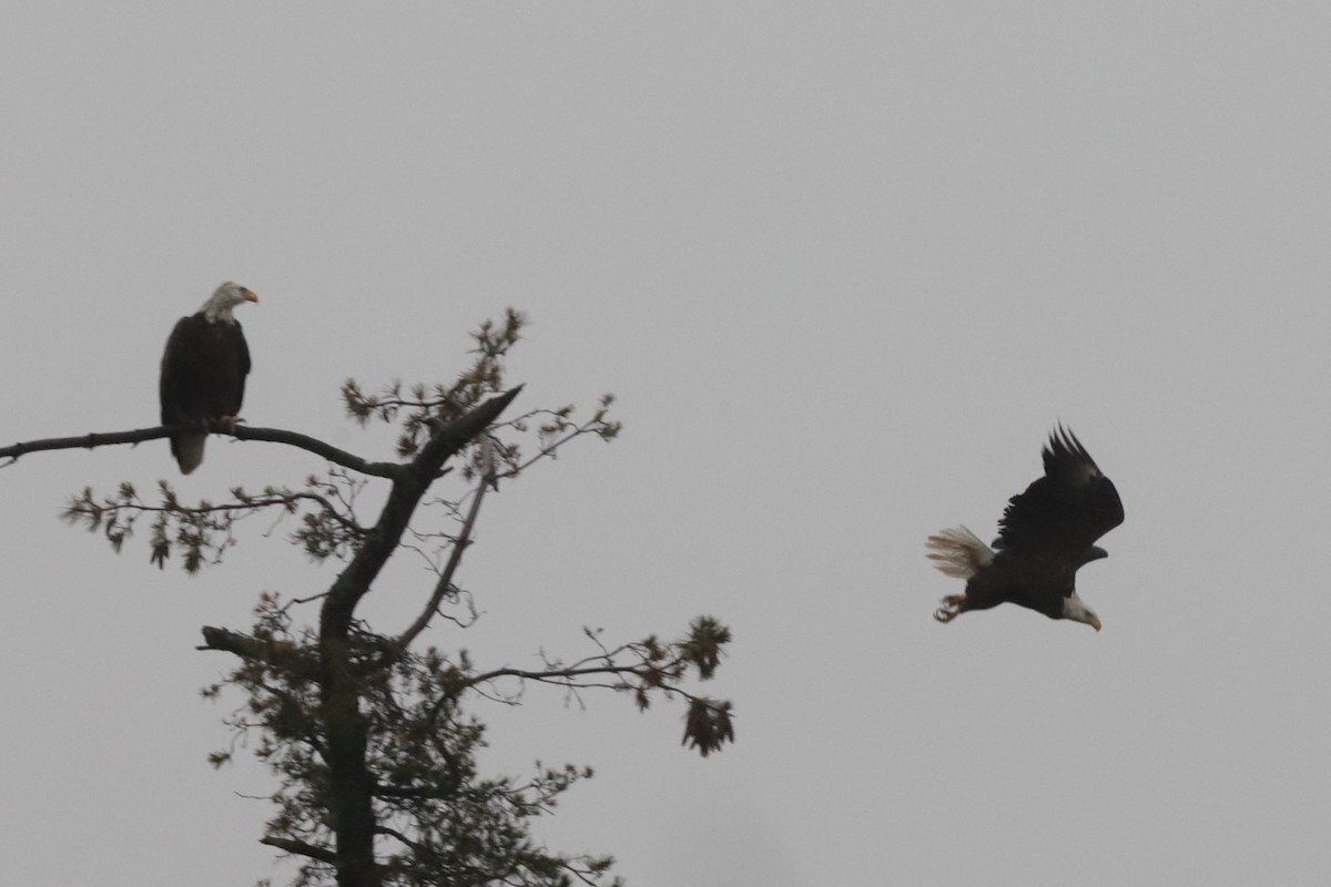 Weißkopf-Seeadler - ML612745179