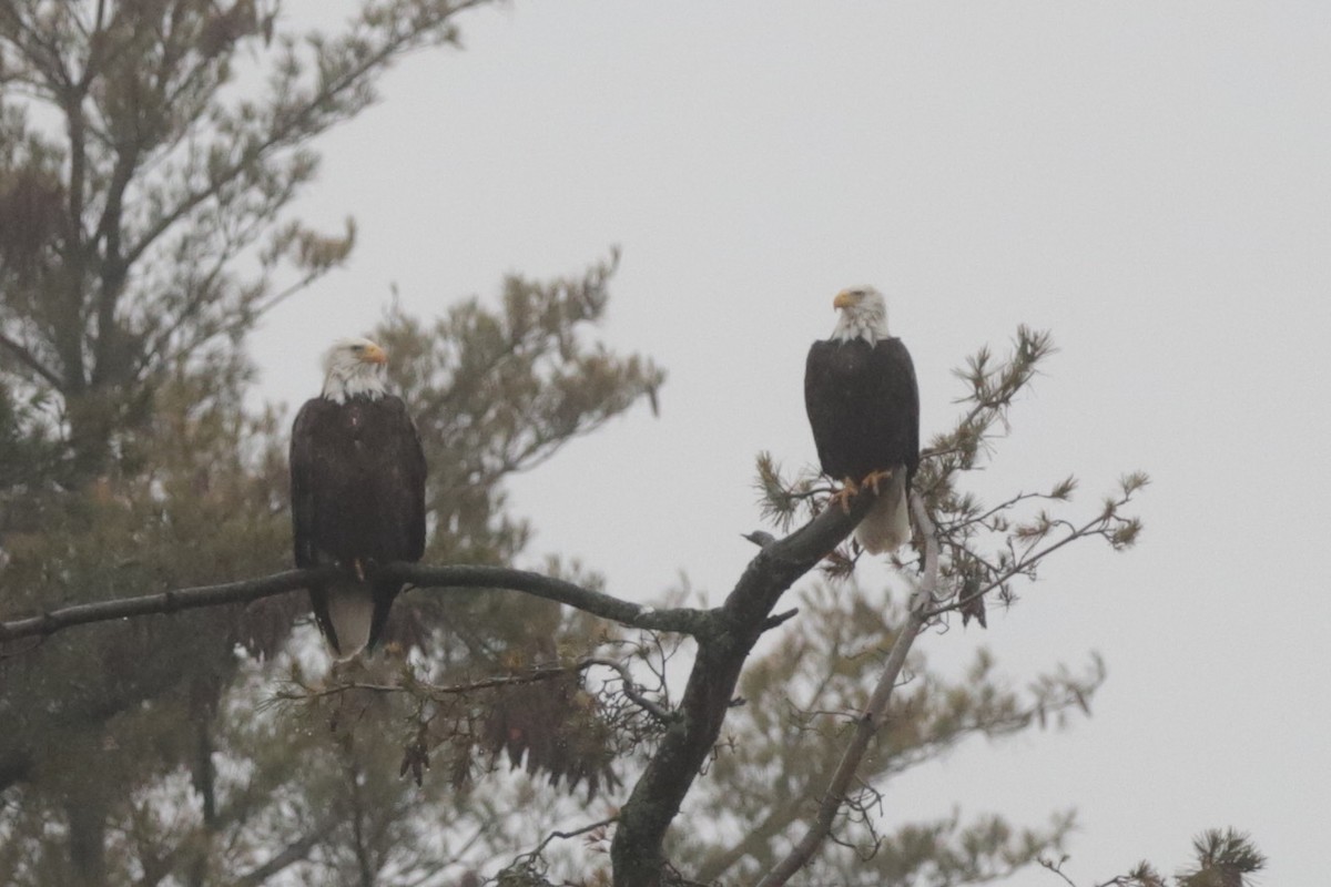 Bald Eagle - Steve McNamara