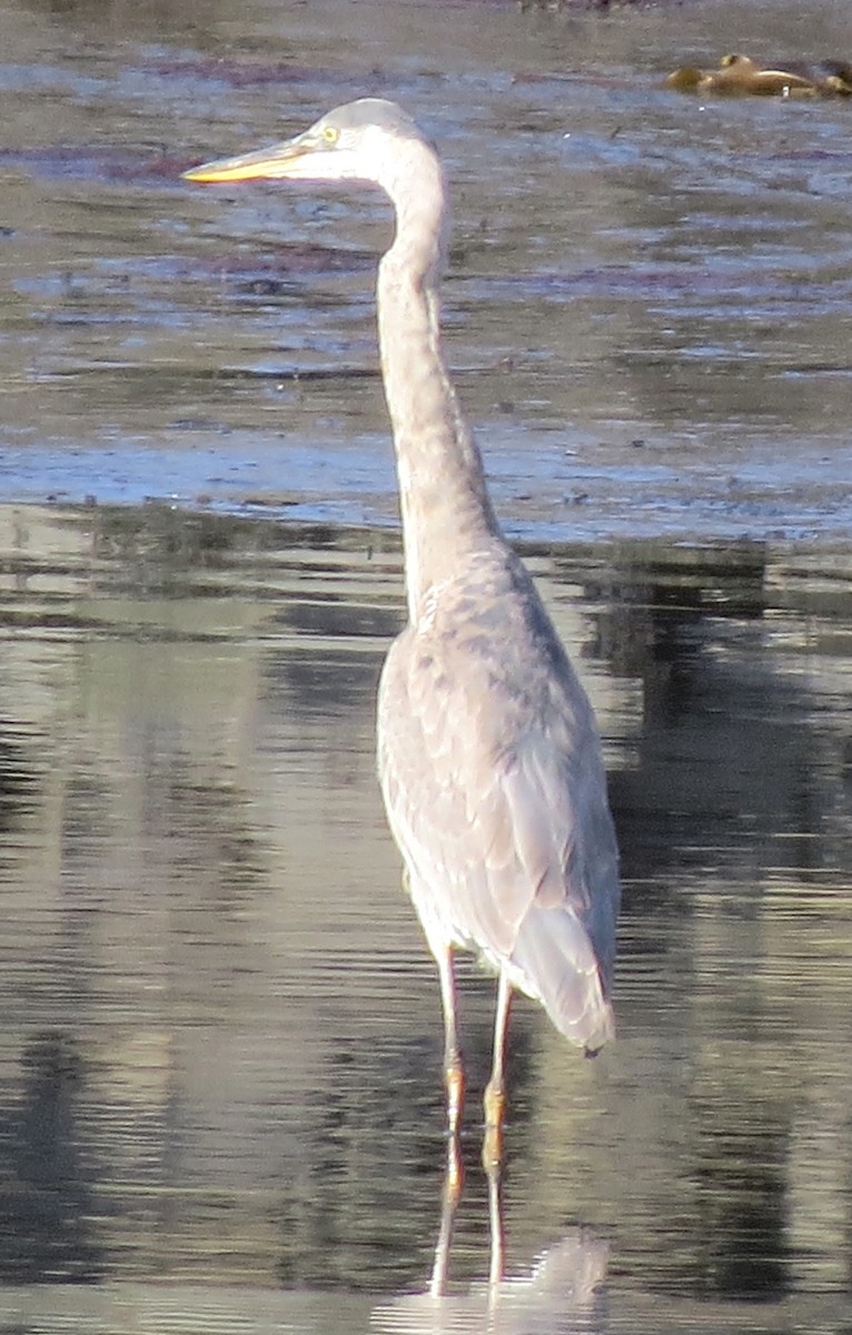 Garza Azulada - ML612745184