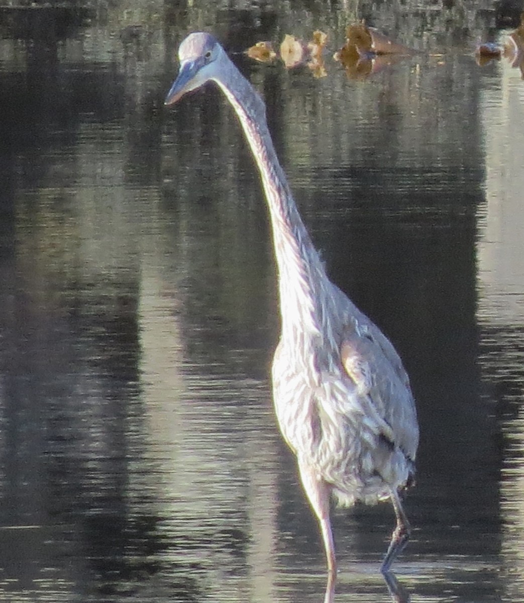 Great Blue Heron - ML612745185