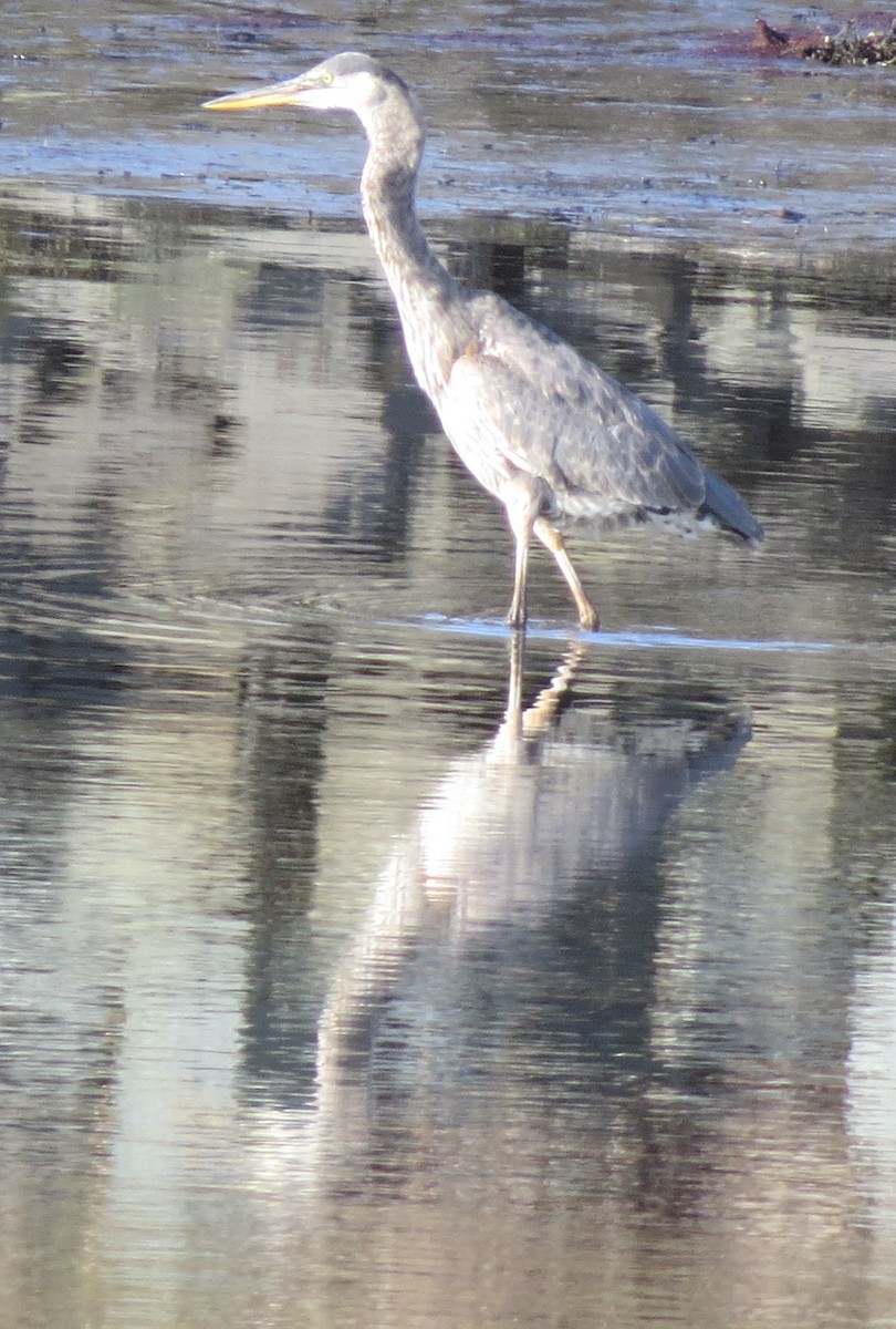 Garza Azulada - ML612745199