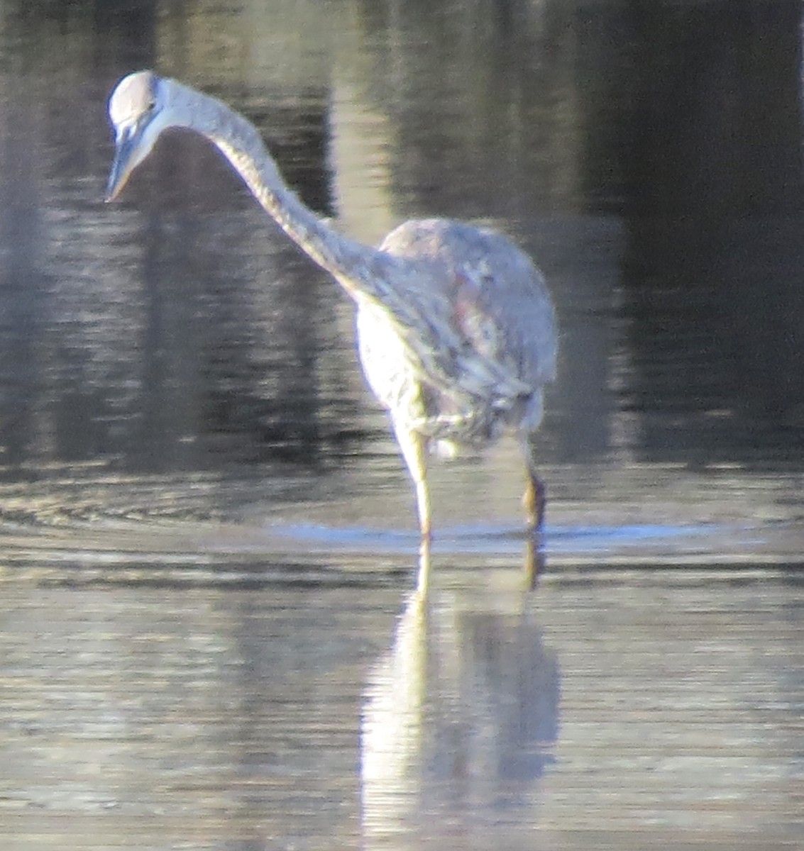 Great Blue Heron - ML612745220