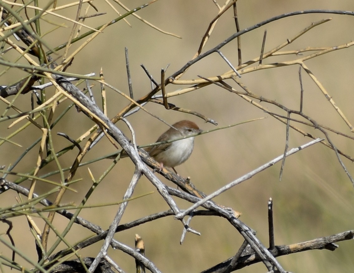 Rufous-fronted Prinia - Anonymous