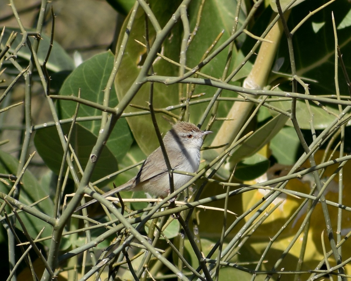 Rufous-fronted Prinia - Anonymous