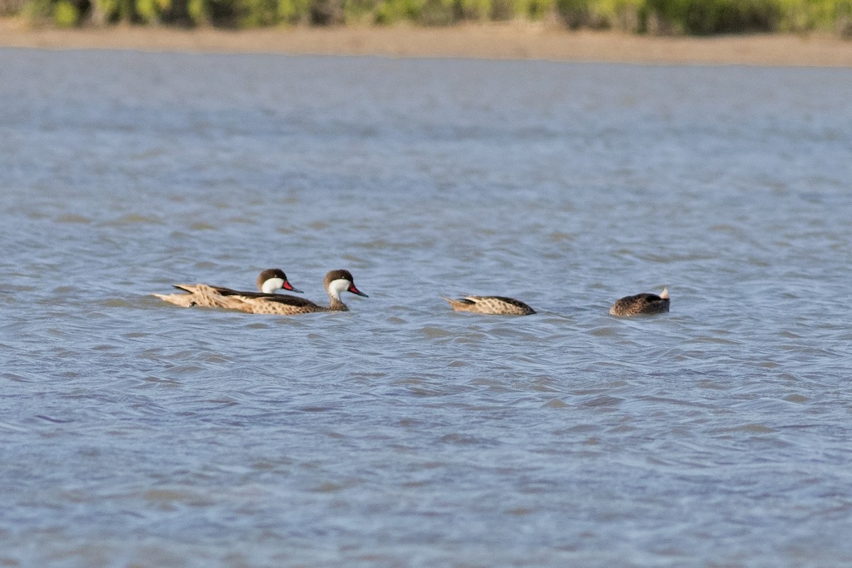 White-cheeked Pintail - ML612745247