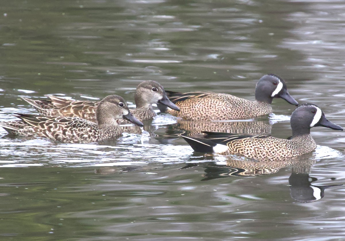 Blue-winged Teal - ML612745261