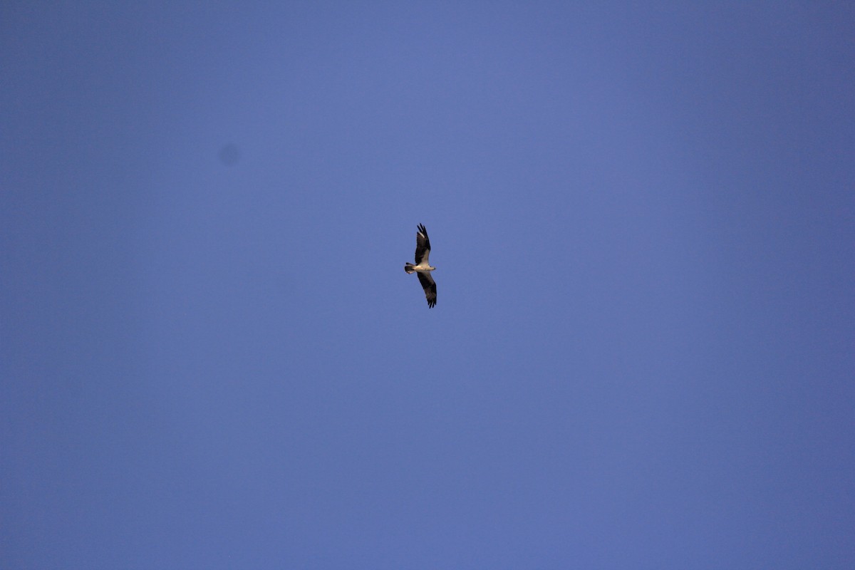 Swainson's Hawk - ML612745375