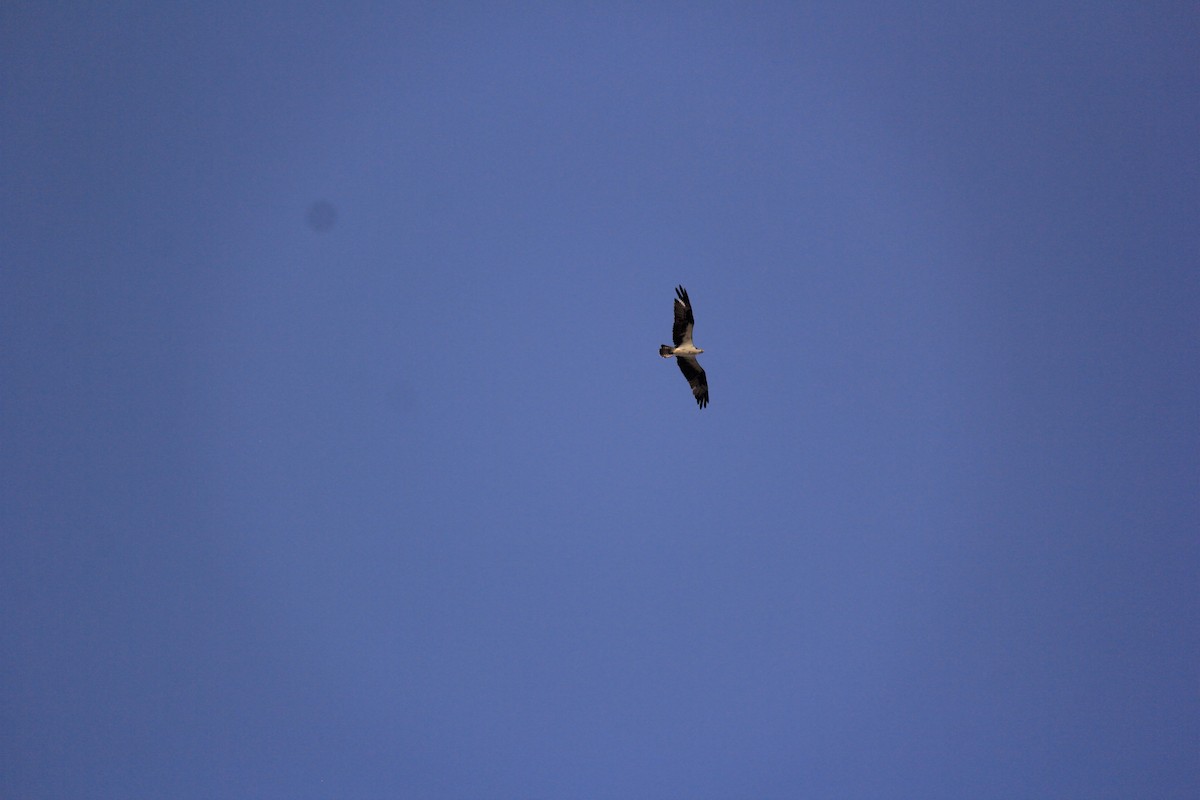 Swainson's Hawk - ML612745376