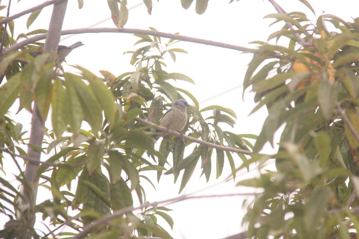 Yellow-winged Tanager - ML612745379