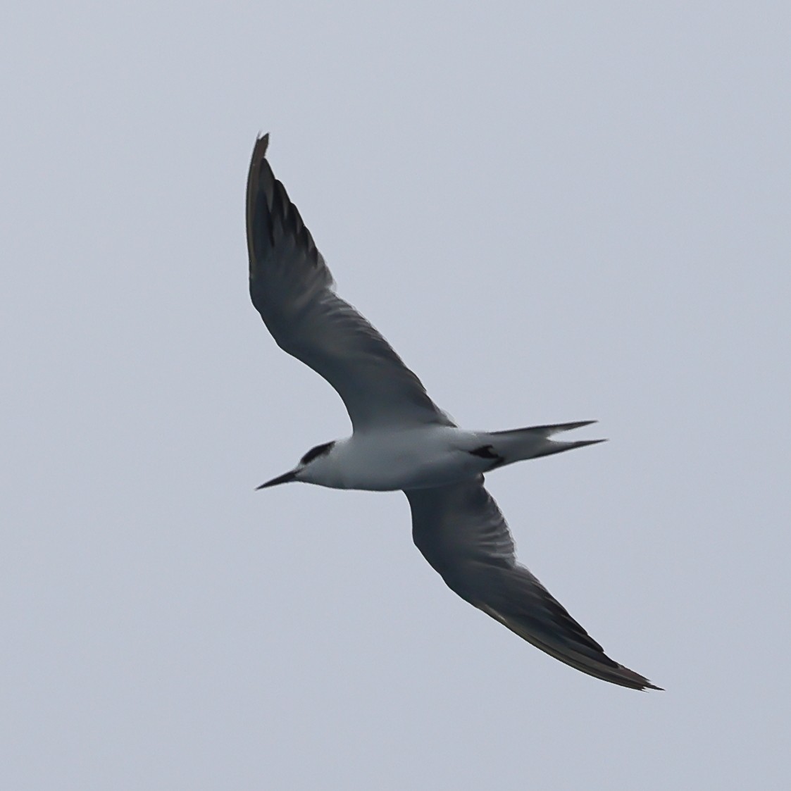Black-naped Tern - Kakul Paul