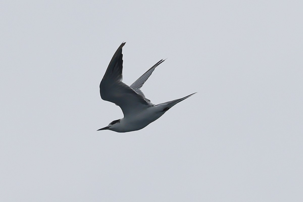 Black-naped Tern - Kakul Paul