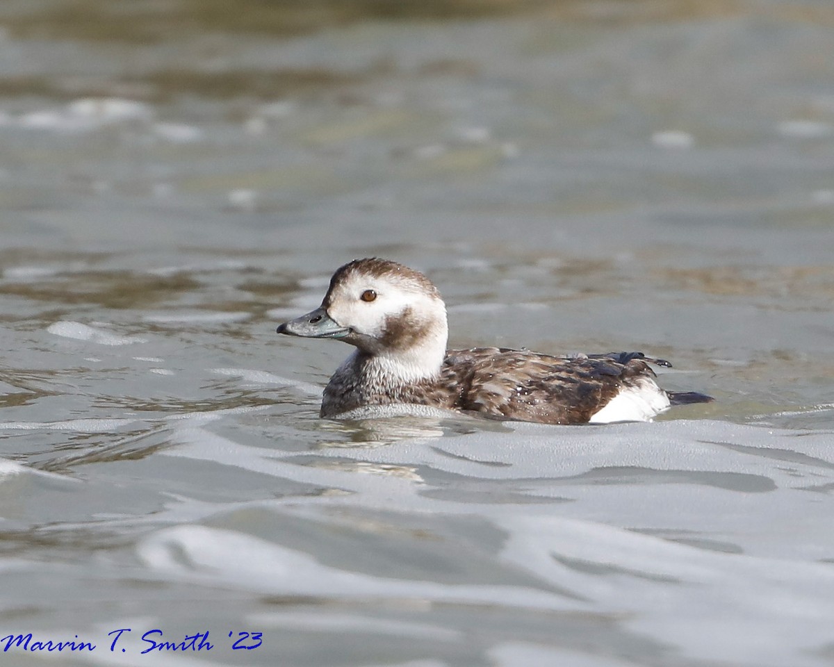 Long-tailed Duck - ML612745416