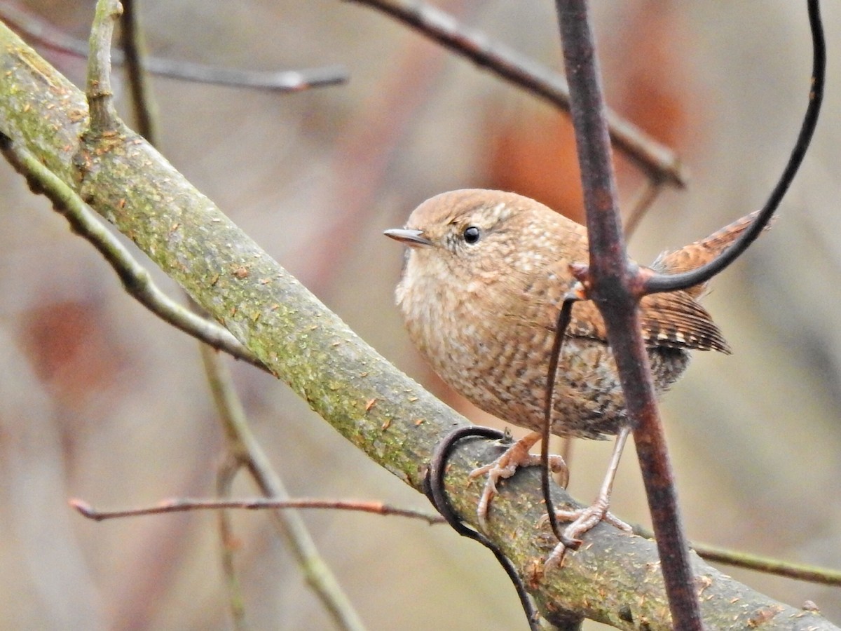 Winter Wren - ML612745420