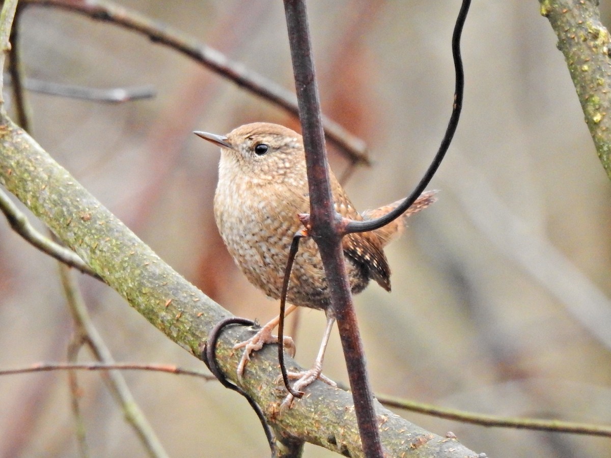 Winter Wren - ML612745421