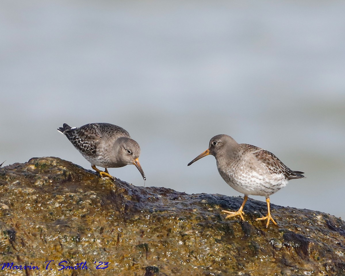 Purple Sandpiper - ML612745437