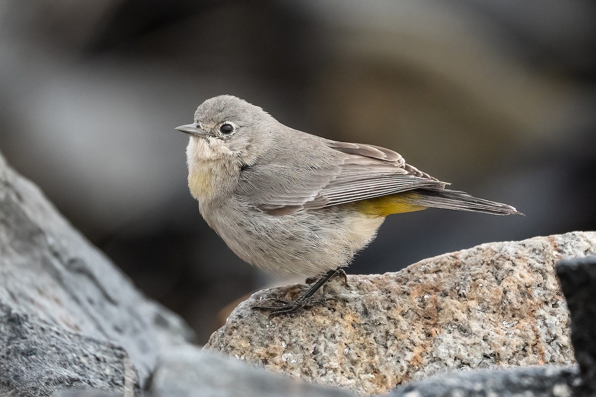 Virginia's Warbler - ML612745445