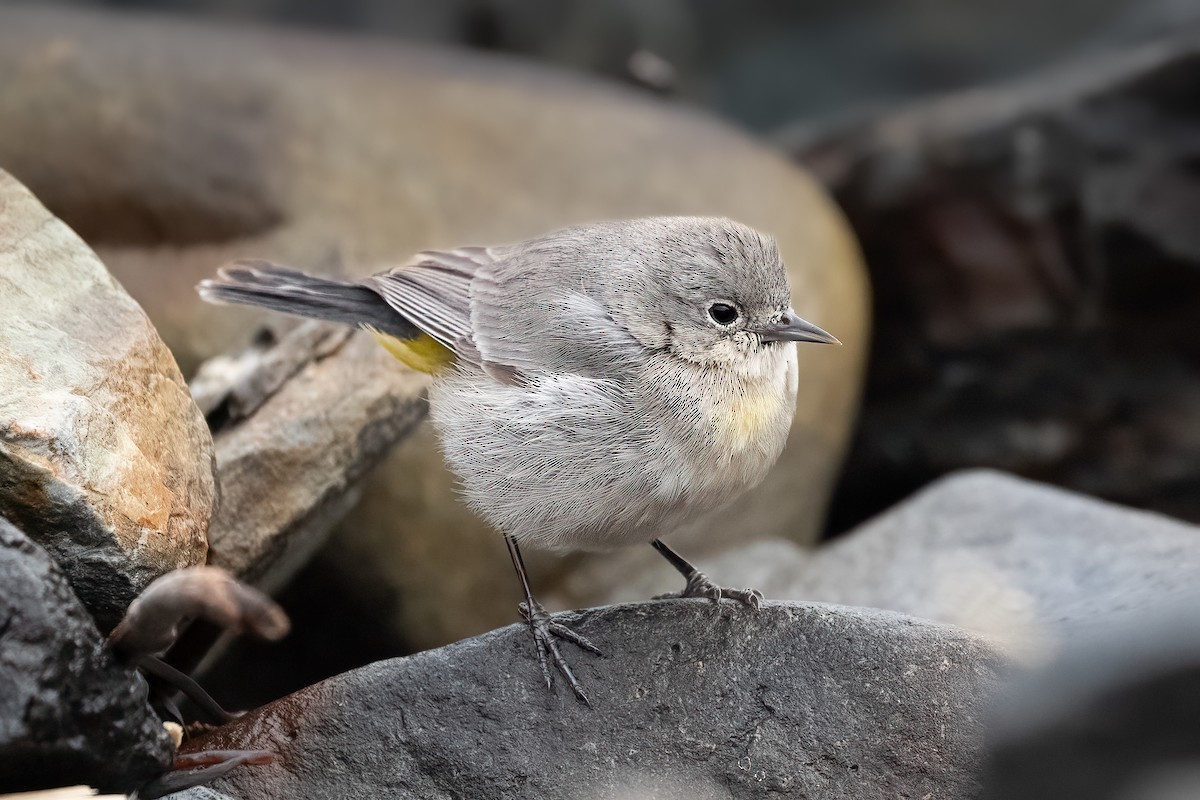 Virginia's Warbler - ML612745446