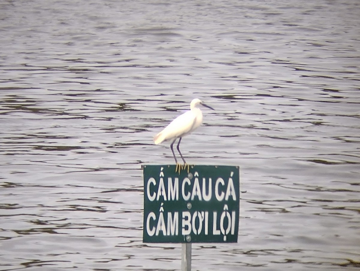 Little Egret - ML612745466