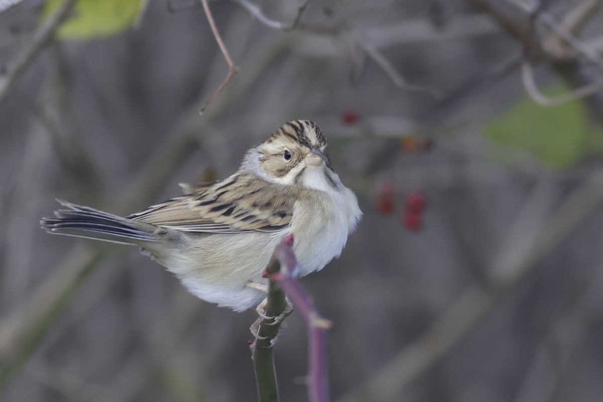 Clay-colored Sparrow - Jonathan Eckerson