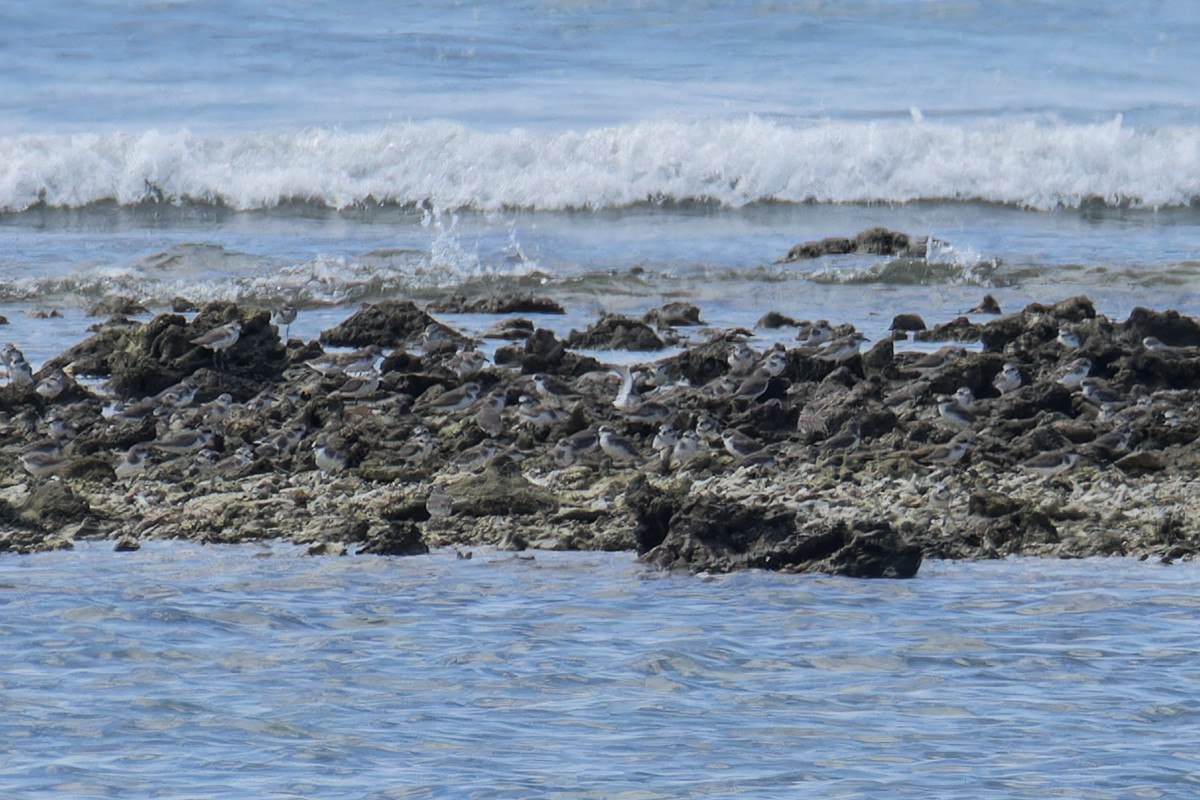 Tibetan Sand-Plover - ML612745471