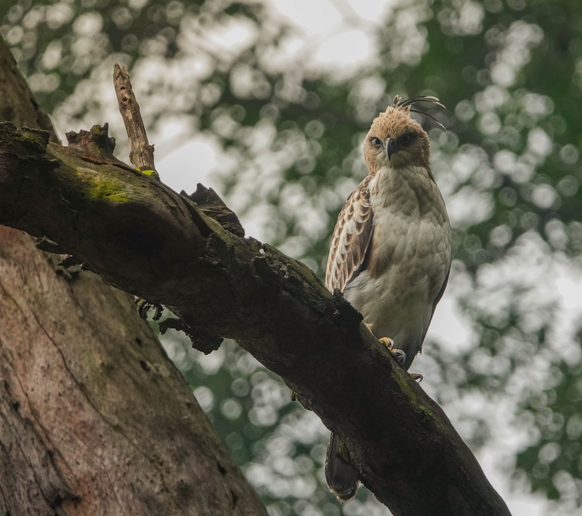 Changeable Hawk-Eagle - ML612745484