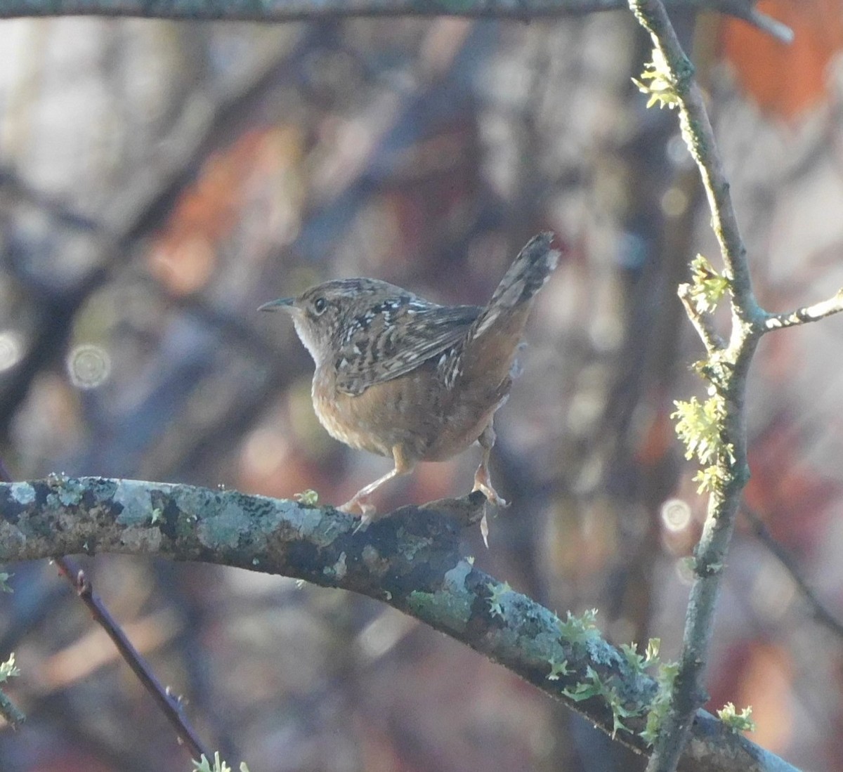 Sedge Wren - Allan Trently