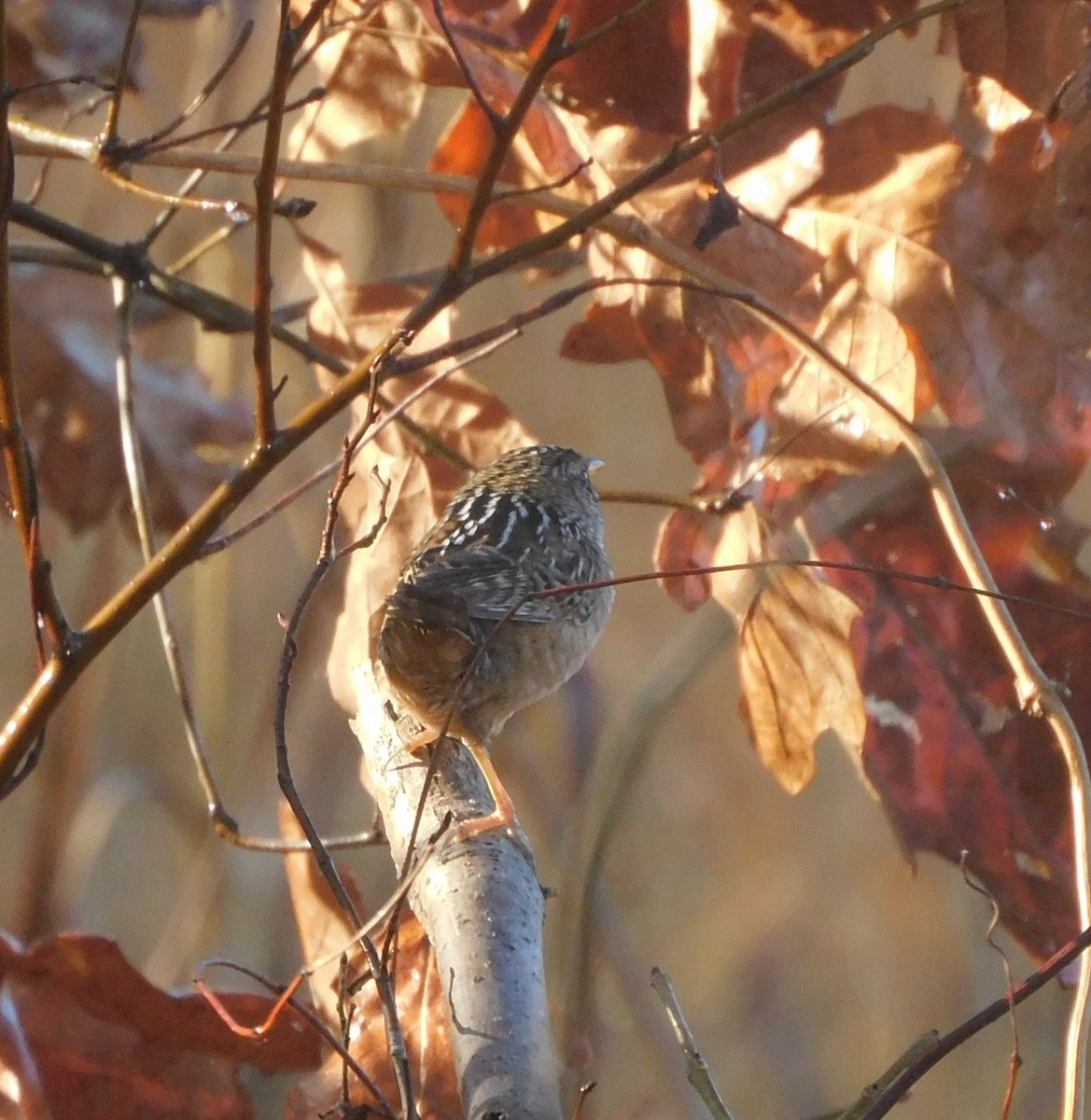 Sedge Wren - ML612745518