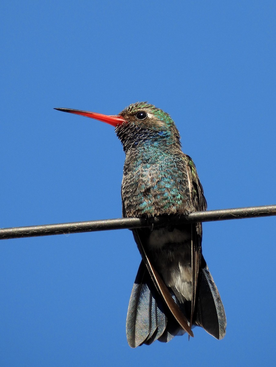 Broad-billed Hummingbird - ML612745522