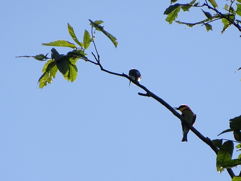 Chestnut-headed Bee-eater - ML612745557