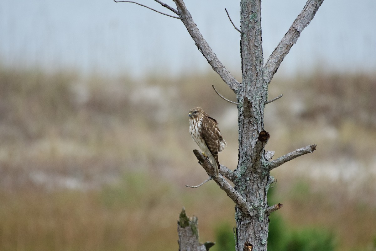 Red-shouldered Hawk - ML612745646