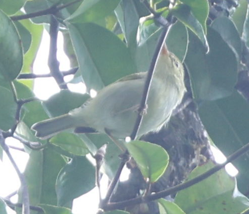 Davison's Leaf Warbler - ML612745685