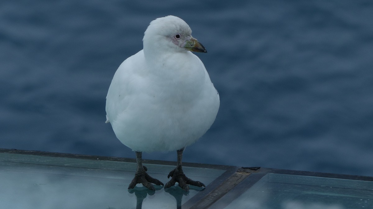 Snowy Sheathbill - ML612745708