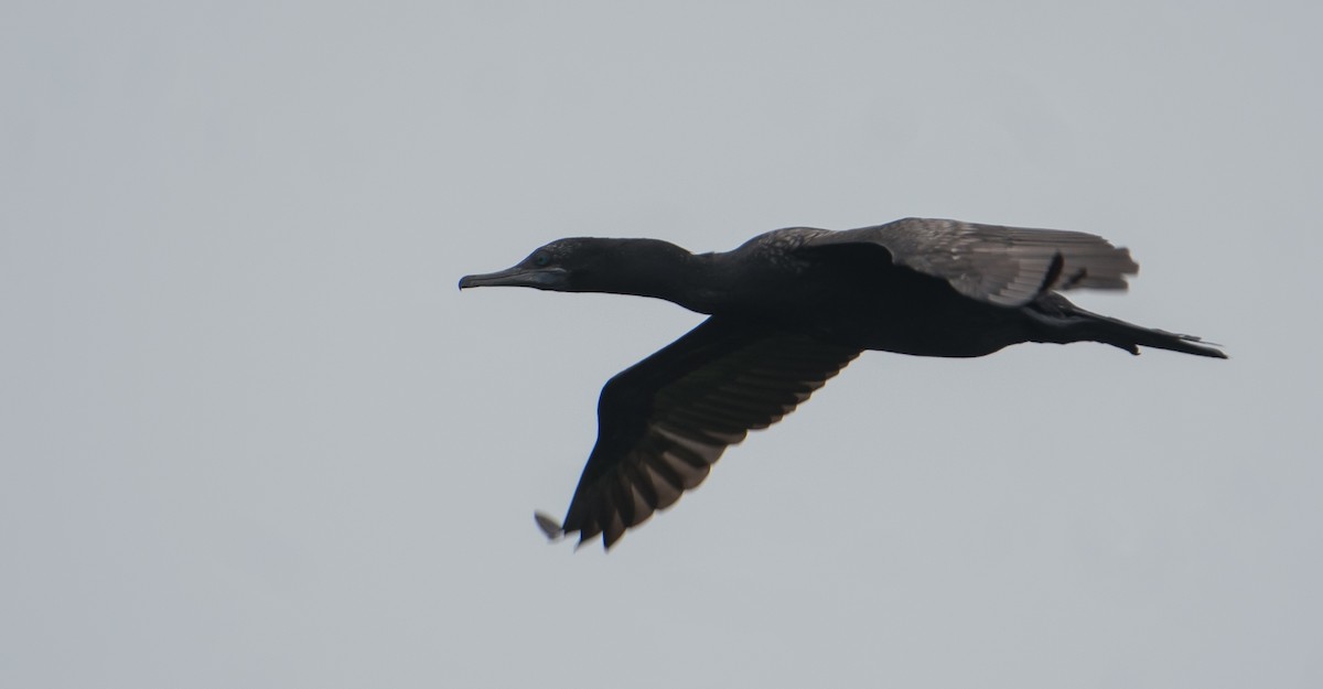 Little Black Cormorant - ML61274571