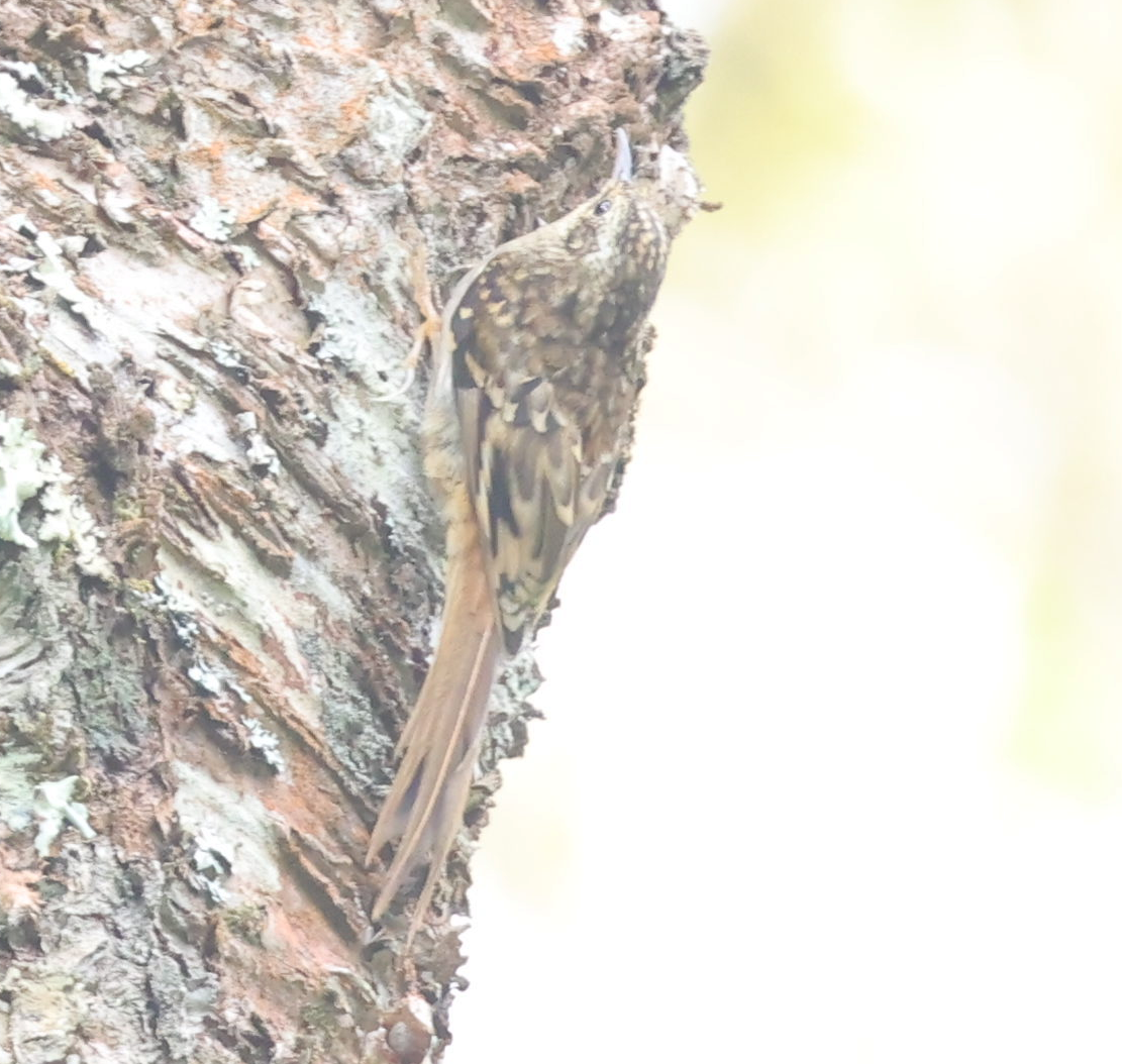 Hume's Treecreeper - ML612745795