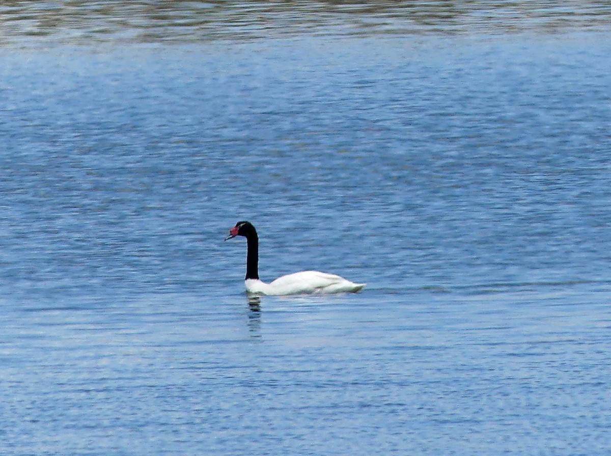 Cygne à cou noir - ML612745813