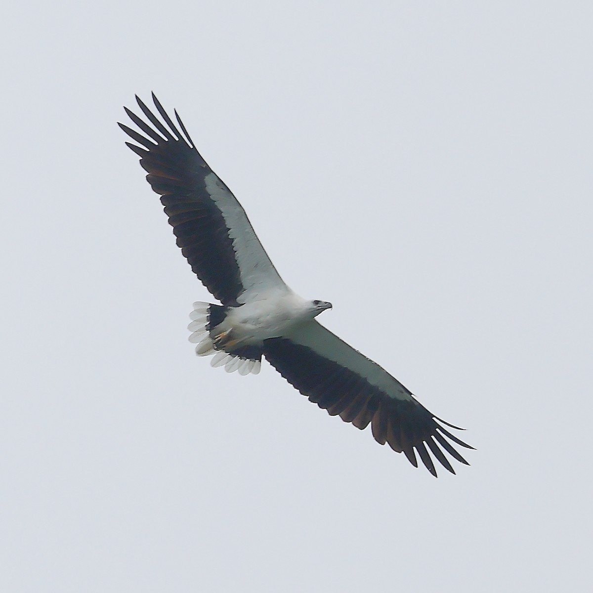 White-bellied Sea-Eagle - Kakul Paul