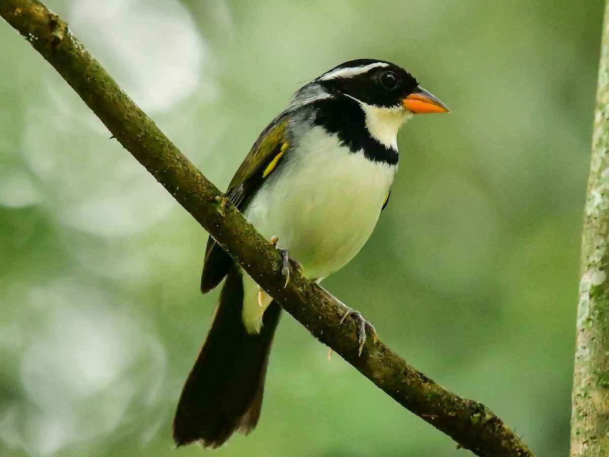 Saffron-billed Sparrow - ML612745926