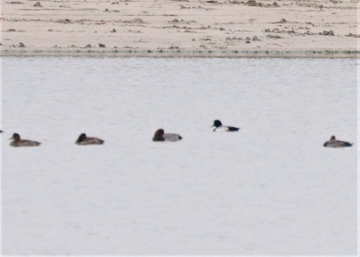 Greater Scaup - Javi Gonzalez