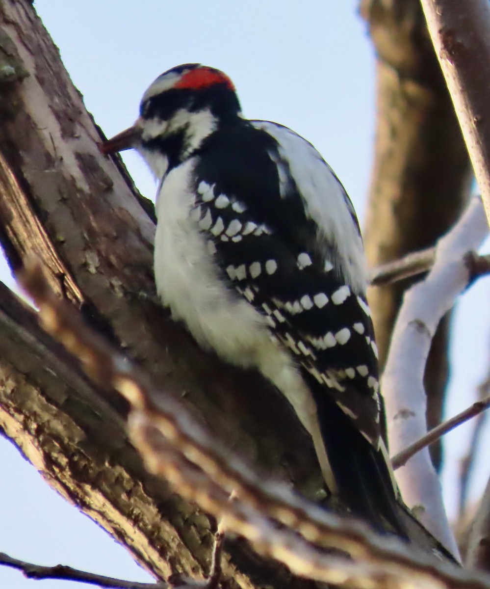 Hairy Woodpecker - ML612746144