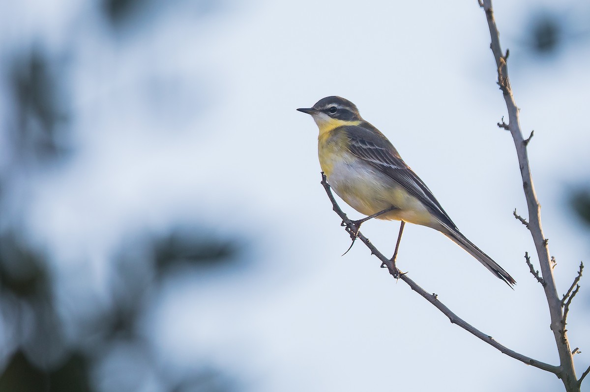 Eastern Yellow Wagtail - ML612746186